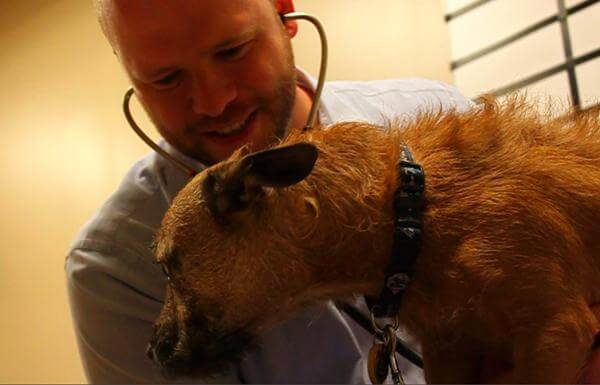 Dr. David Wohlstadter’s client may have been unlucky to land in an emergency room, but fortunate to find one as well-equipped as that at NYC Veterinary Specialists. (GAY CITY NEWS)