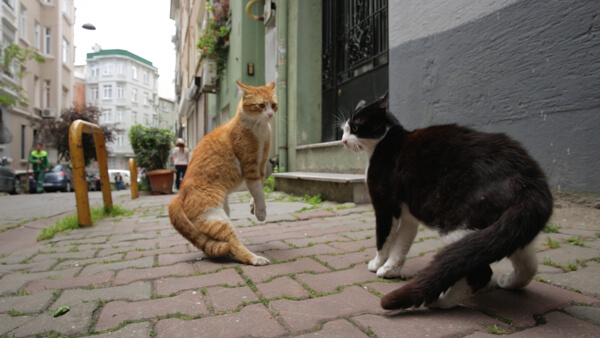 Two feral cats face off on the streets of Istanbul in Ceyda Torun’s “Kedi.” | OSCILLOSCOPE LABORATORIES 